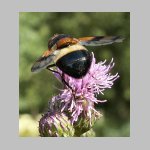 Volucella pellucens - Gemeine Waldschwebfliege w08.jpg